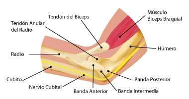 Codo